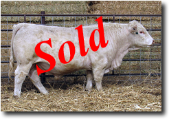 Charolais  Bull M002