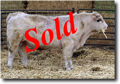 Charolais  Bull M003