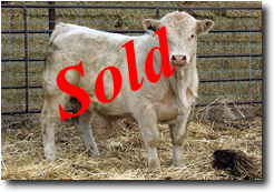 Charolais  Bull M004