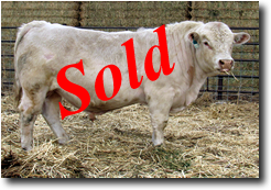 Charolais  Bull M005