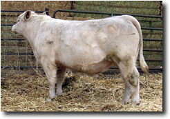 Charolais Bull M009