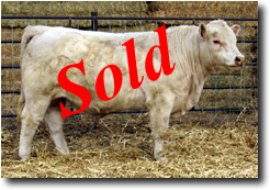 Charolais Bull M010