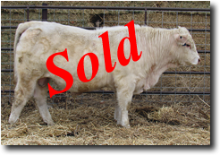 Charolais Bull M012