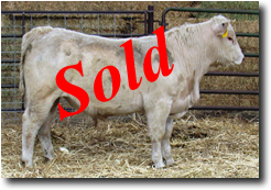 Charolais Bull M014