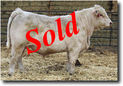 Charolais Bull M017