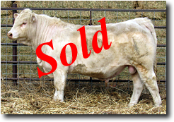 Charolais Bull M019