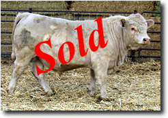 Charolais Bull M020