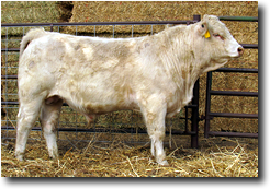 Charolais Bull M023