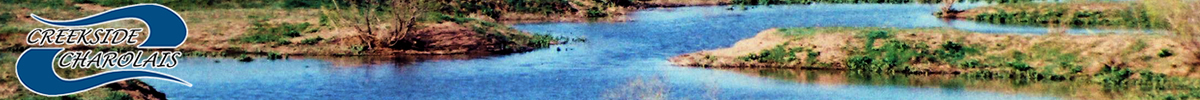 Creekside Charolais